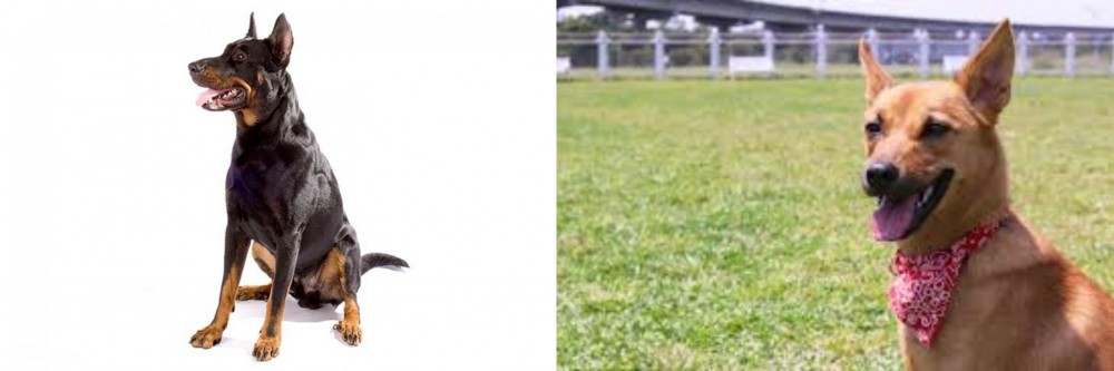 Formosan Mountain Dog vs Beauceron - Breed Comparison