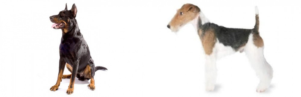 Fox Terrier vs Beauceron - Breed Comparison