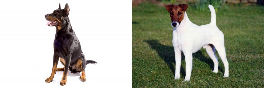 Fox Terrier (Smooth) vs Beauceron - Breed Comparison