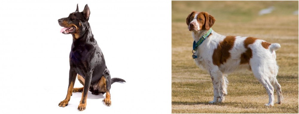 French Brittany vs Beauceron - Breed Comparison