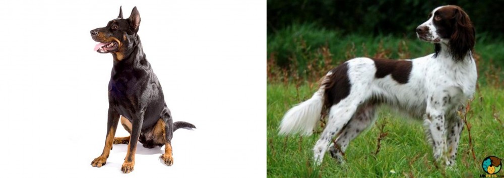 French Spaniel vs Beauceron - Breed Comparison