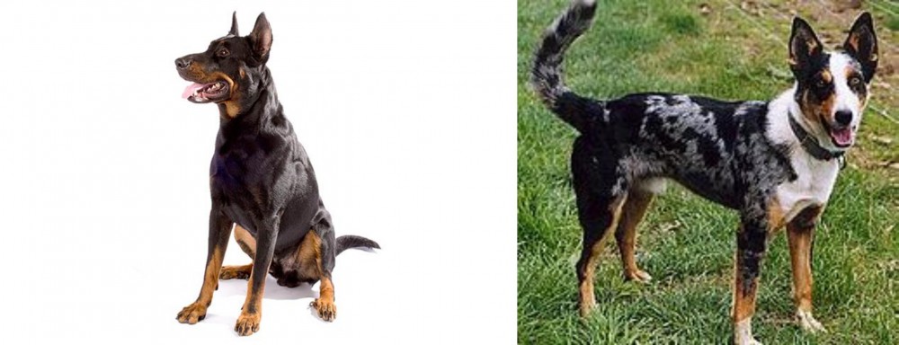 German Coolie vs Beauceron - Breed Comparison