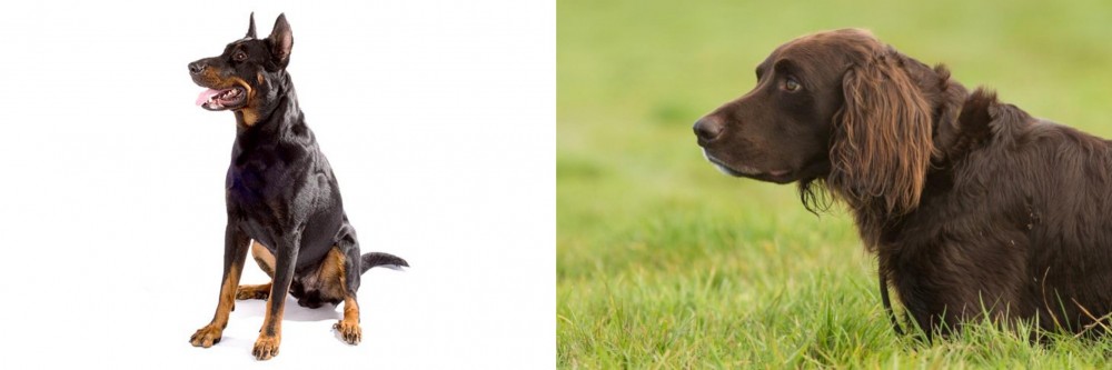 German Longhaired Pointer vs Beauceron - Breed Comparison