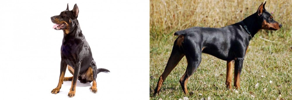 German Pinscher vs Beauceron - Breed Comparison