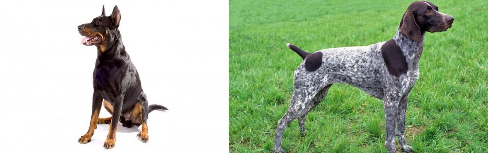 German Shorthaired Pointer vs Beauceron - Breed Comparison