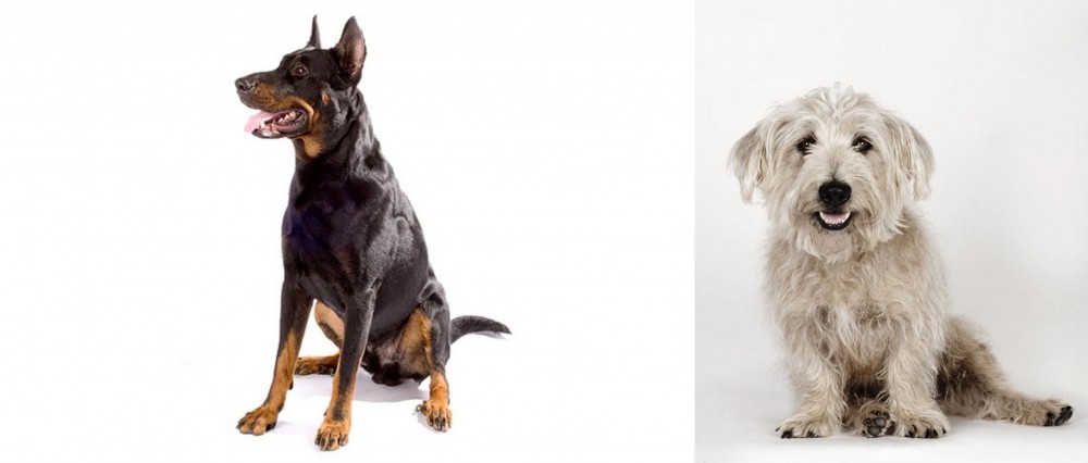 Glen of Imaal Terrier vs Beauceron - Breed Comparison