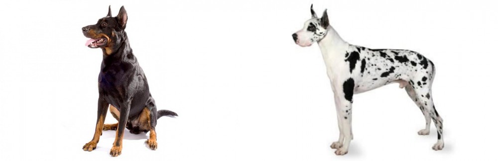 Great Dane vs Beauceron - Breed Comparison