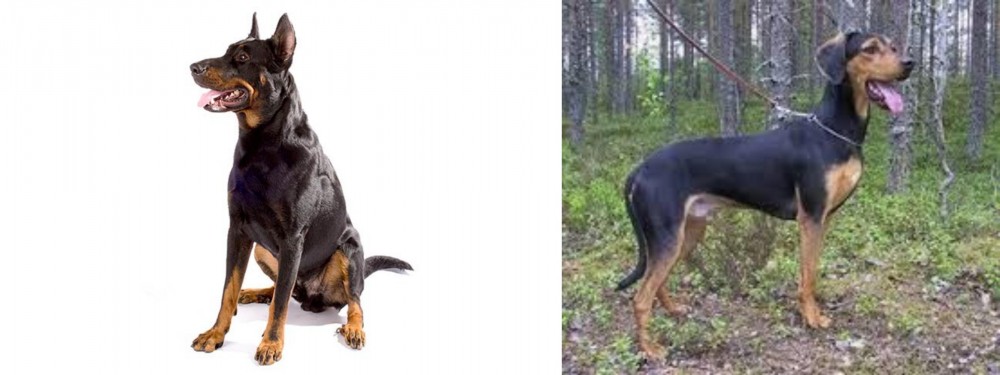 Greek Harehound vs Beauceron - Breed Comparison