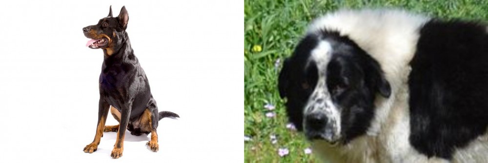 Greek Sheepdog vs Beauceron - Breed Comparison