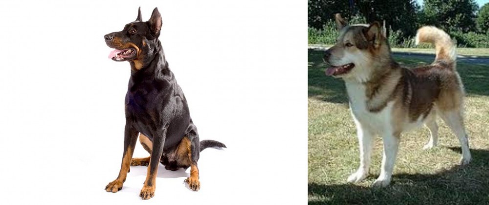 Greenland Dog vs Beauceron - Breed Comparison