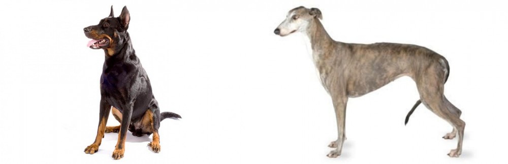 Greyhound vs Beauceron - Breed Comparison