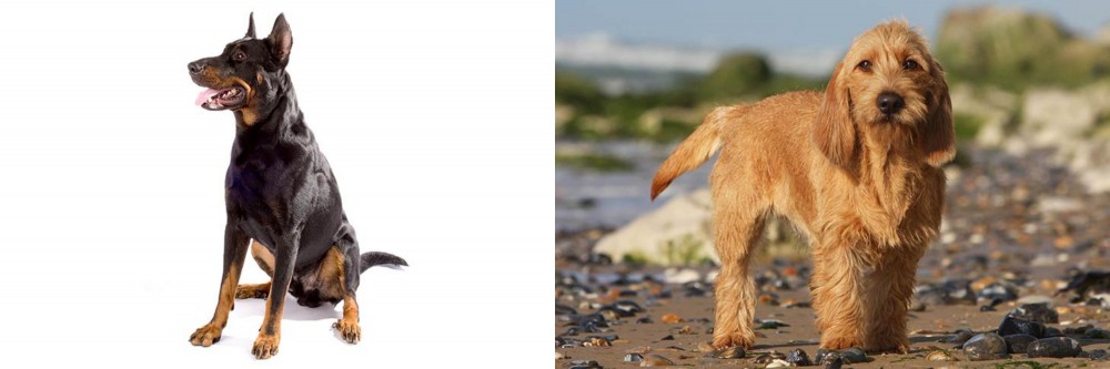 Griffon Fauve de Bretagne vs Beauceron - Breed Comparison
