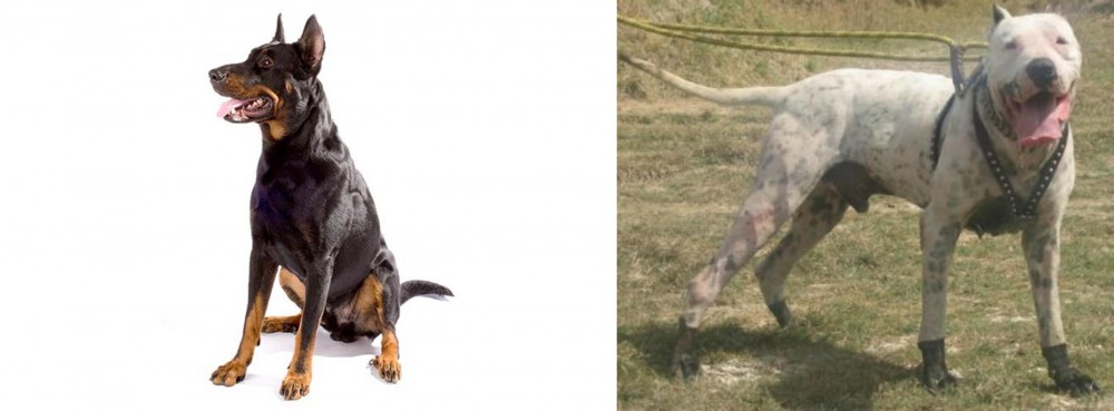 Gull Dong vs Beauceron - Breed Comparison