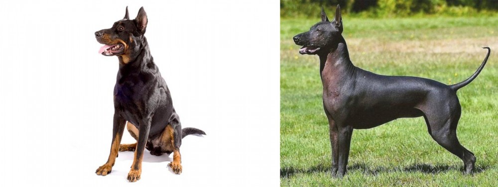 Hairless Khala vs Beauceron - Breed Comparison