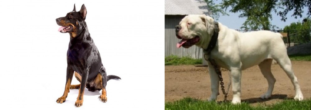 Hermes Bulldogge vs Beauceron - Breed Comparison