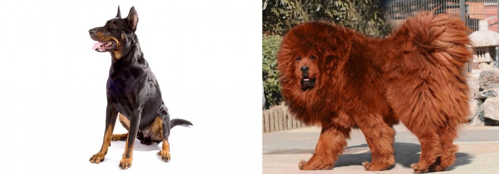 Himalayan Mastiff vs Beauceron - Breed Comparison