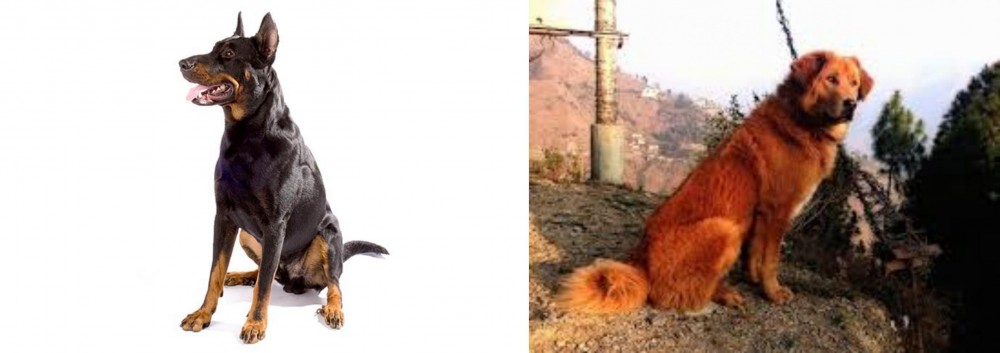 Himalayan Sheepdog vs Beauceron - Breed Comparison