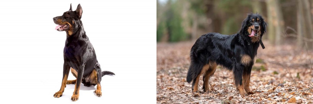 Hovawart vs Beauceron - Breed Comparison