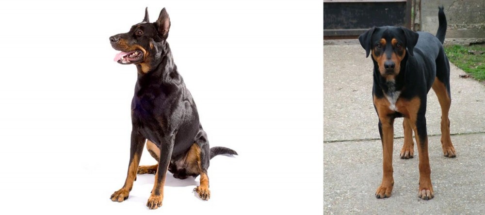 Hungarian Hound vs Beauceron - Breed Comparison
