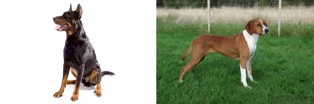 Hygenhund vs Beauceron - Breed Comparison