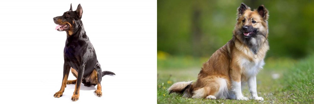 Icelandic Sheepdog vs Beauceron - Breed Comparison