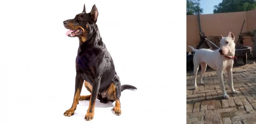 Indian Bull Terrier vs Beauceron - Breed Comparison
