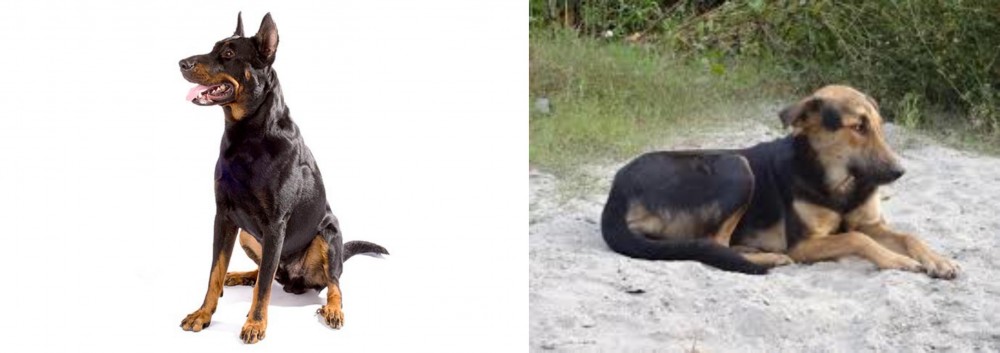 Indian Pariah Dog vs Beauceron - Breed Comparison