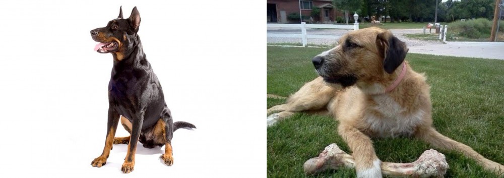 Irish Mastiff Hound vs Beauceron - Breed Comparison