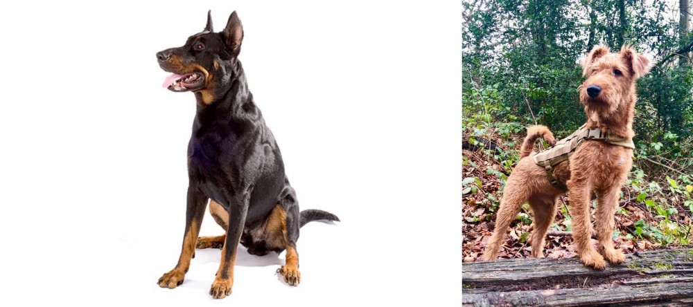 Irish Terrier vs Beauceron - Breed Comparison