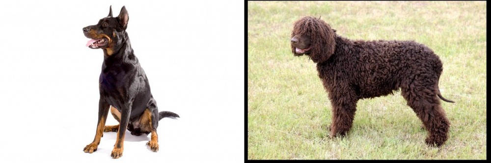 Irish Water Spaniel vs Beauceron - Breed Comparison