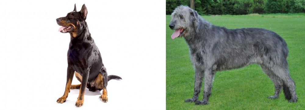 Irish Wolfhound vs Beauceron - Breed Comparison