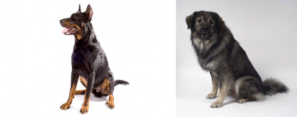 Istrian Sheepdog vs Beauceron - Breed Comparison