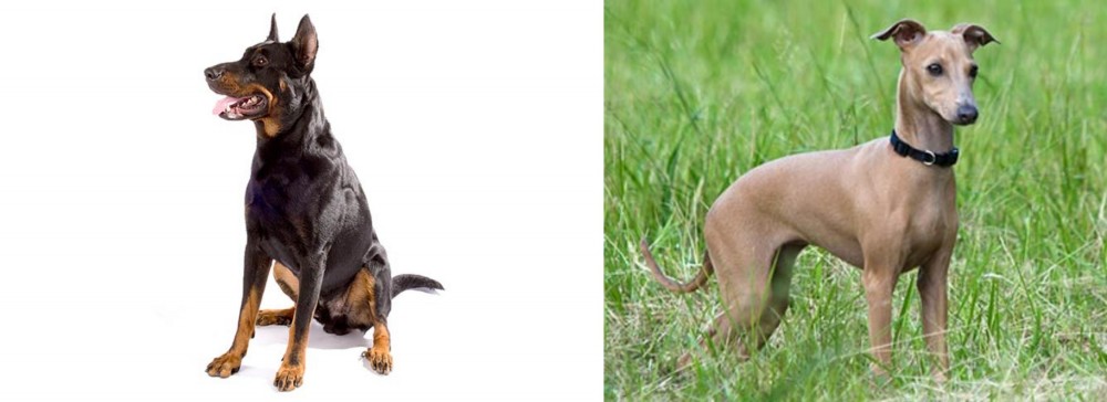 Italian Greyhound vs Beauceron - Breed Comparison