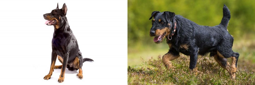 Jagdterrier vs Beauceron - Breed Comparison