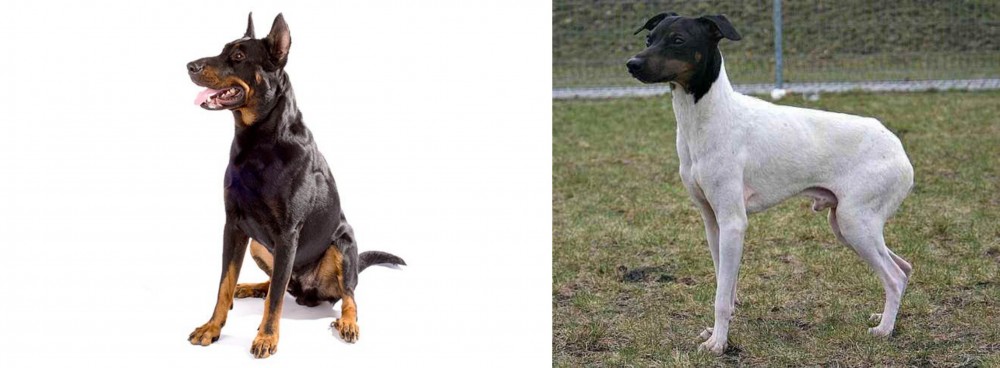 Japanese Terrier vs Beauceron - Breed Comparison