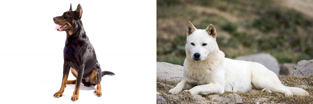 Jindo vs Beauceron - Breed Comparison
