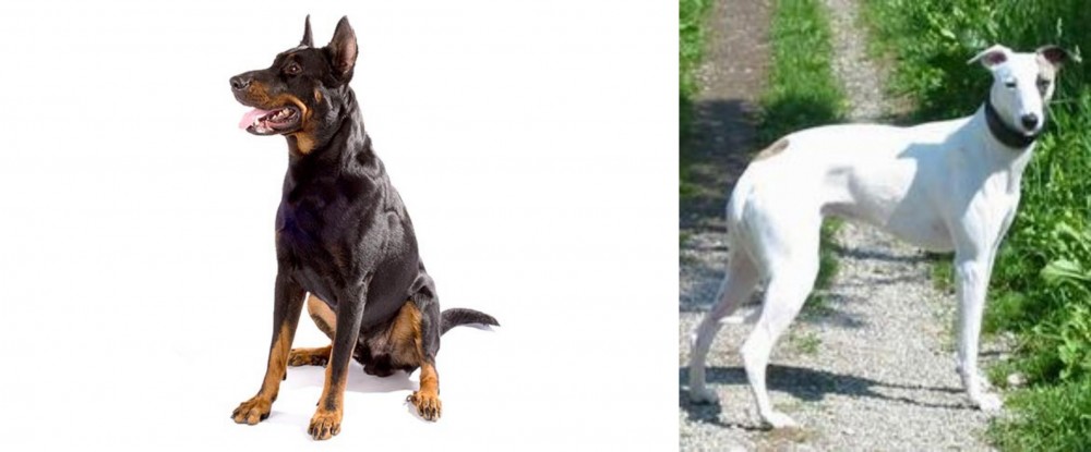 Kaikadi vs Beauceron - Breed Comparison
