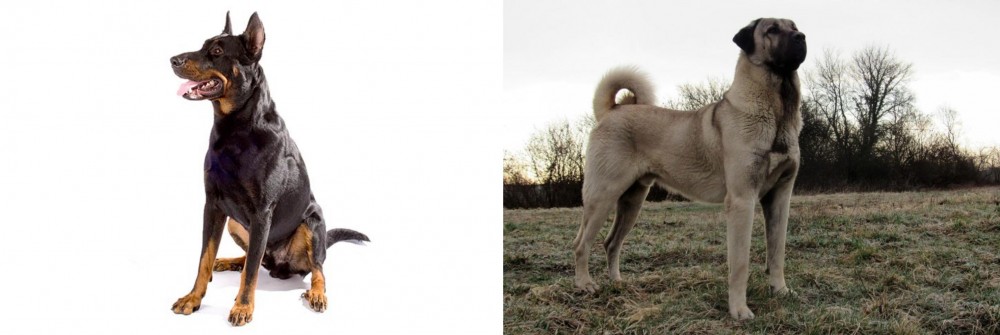 Kangal Dog vs Beauceron - Breed Comparison