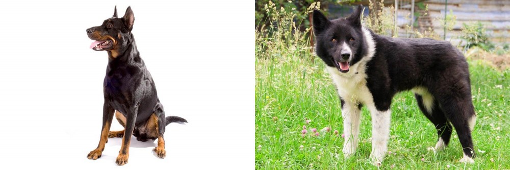 Karelian Bear Dog vs Beauceron - Breed Comparison