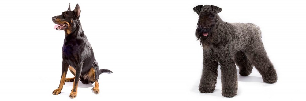 Kerry Blue Terrier vs Beauceron - Breed Comparison