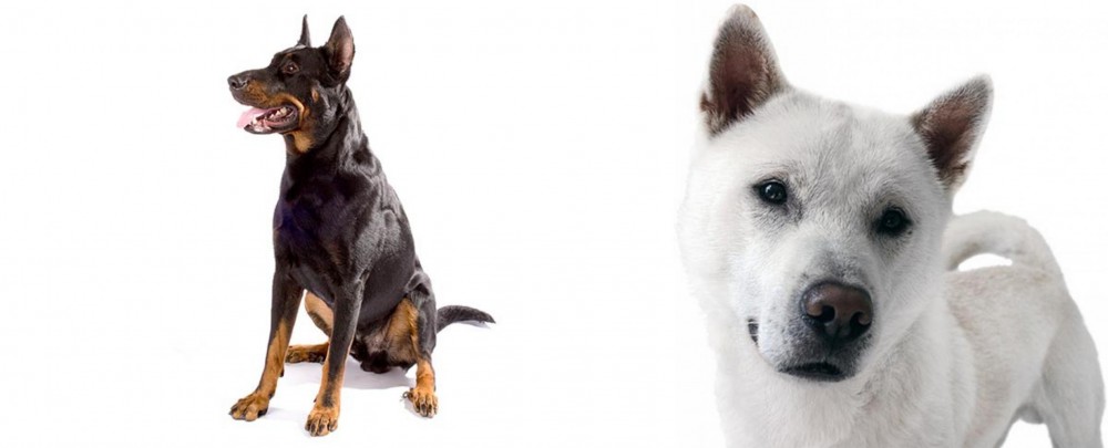 Kishu vs Beauceron - Breed Comparison
