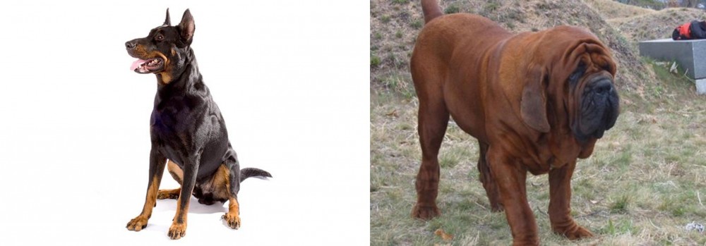 Korean Mastiff vs Beauceron - Breed Comparison