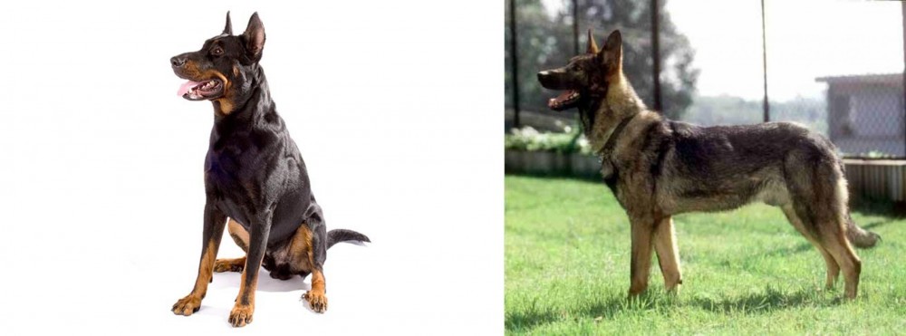 Kunming Dog vs Beauceron - Breed Comparison