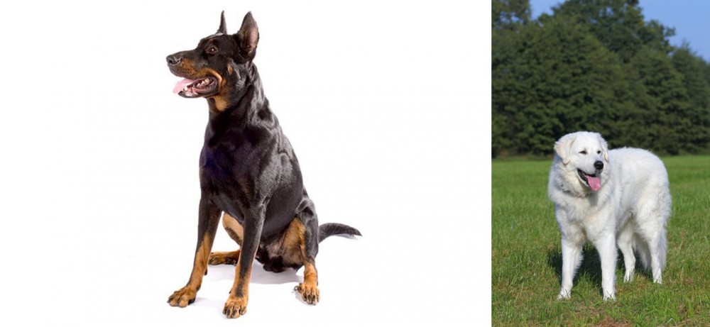 Kuvasz vs Beauceron - Breed Comparison