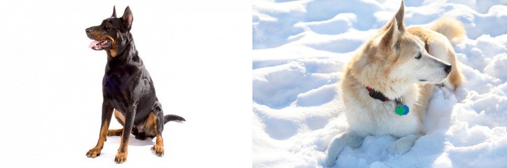 Labrador Husky vs Beauceron - Breed Comparison