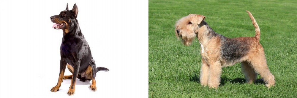 Lakeland Terrier vs Beauceron - Breed Comparison