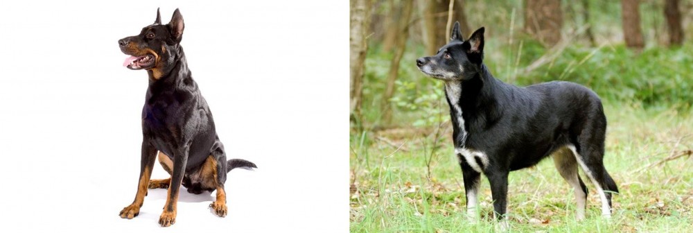 Lapponian Herder vs Beauceron - Breed Comparison