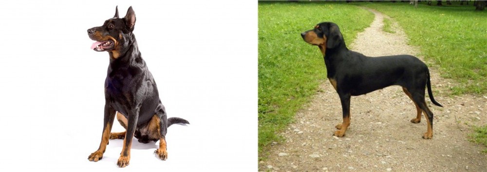 Latvian Hound vs Beauceron - Breed Comparison