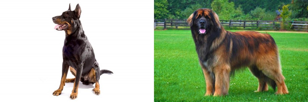 Leonberger vs Beauceron - Breed Comparison