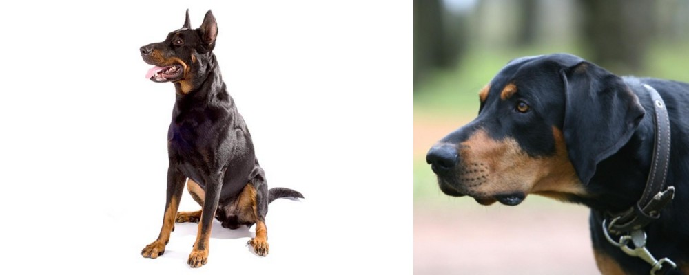 Lithuanian Hound vs Beauceron - Breed Comparison